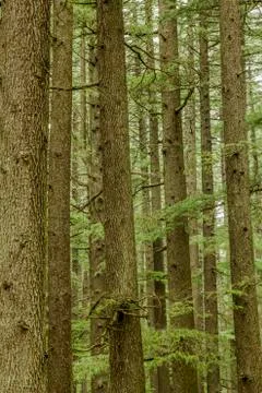 Green coniferous tree forest Stock Photos