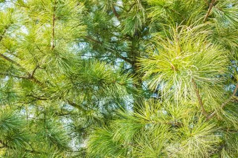 Green coniferous tree. Stock Photos