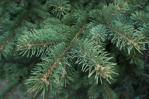 Green coniferous tree shot close-up Stock Photos