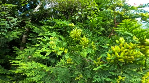 Green coniferous tree spruce Vídeo Stock 282360347