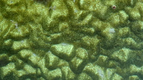 Green Coral Colony Texture Beneath Clear Tropical Seawater 库存影片 339642998