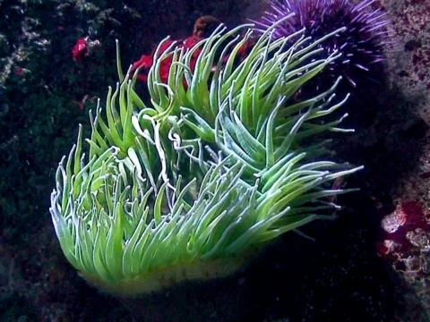 Green Coral Stock Footage 490343