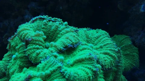 Green coral Stock Footage 106531452