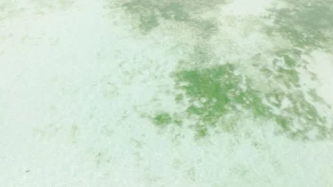 Green coral formations visible through transparent sea. Seychelles. Stock Footage 315518866