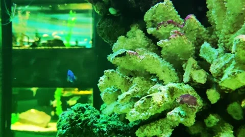 Green corals and blue small fish in an aquarium, background Stock Footage 300340752