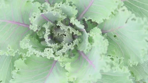 Green core heart kernel of decorative cabbage flower leaves in zoom Video stock 161005682