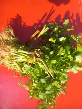 Green coriander (Dhania) leaf bundle in a red background Stock Photos