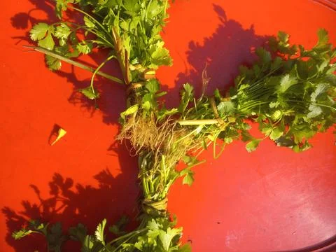 Green coriander (Dhania) leaf bundle in a red background Stock Photos