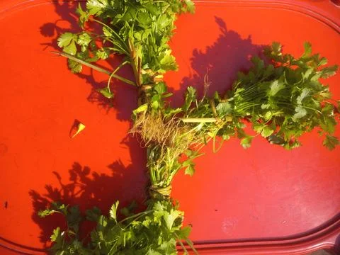 Green coriander (Dhania) leaf bundle in a red background Stock Photos