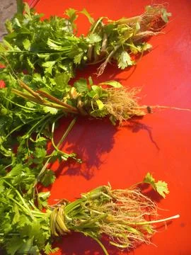 Green coriander (Dhania) leaf bundle in a red background Stock Photos