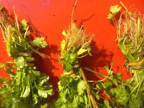 Green coriander (Dhania) leaf bundle in a red background Stock Photos