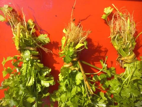 Green coriander (Dhania) leaf bundle in a red background Stock Photos