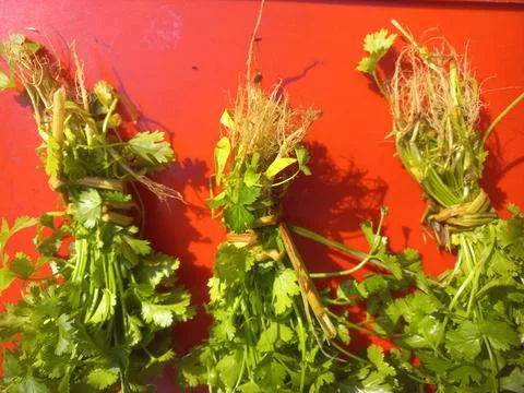 Green coriander (Dhania) leaf bundle in a red background Stock Photos