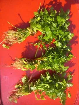 Green coriander (Dhania) leaf bundle in a red background Stock Photos