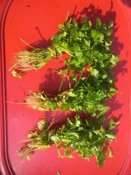 Green coriander (Dhania) leaf bundle in a red background Stock Photos