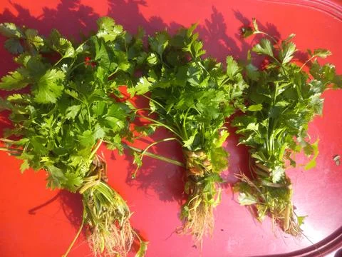 Green coriander (Dhania) leaf bundle in a red background Stock Photos