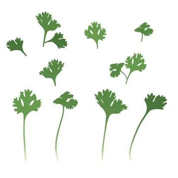Green coriander Leaves Flat Vector illustration Stock Illustration
