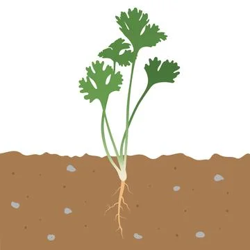 Green coriander Leaves Flat Vector illustration Stock Illustration