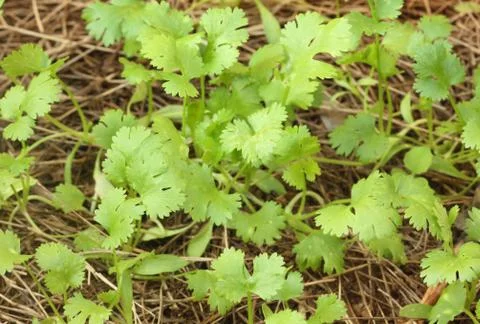 Green coriander Stock Photos