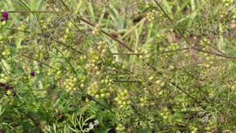 Green coriander plant 스톡 동영상 333897033