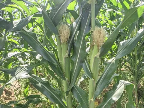 Green corn 1 Stock Photos