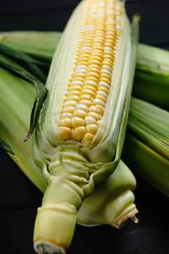 Green corn in close-up. Raw corn on dark background Stock Photos