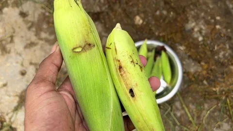 Green Corn Cob Damaged by Insect Видео 316377113