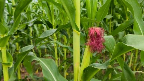 Green corn cob growing on a stalk, showcasing vibrant red and pink corn silk Stock Photos