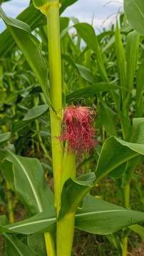 Green corn cob growing on a stalk, showcasing vibrant red and pink corn silk Stock Photos