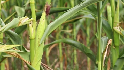 Green corn cob on a stalk in the field 스톡 동영상 344540632