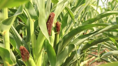 Green corn cob on a stalk in the field Vídeo Stock 344540662