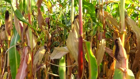 Green corn cobs full of large grains in the field Stock Footage 103112467