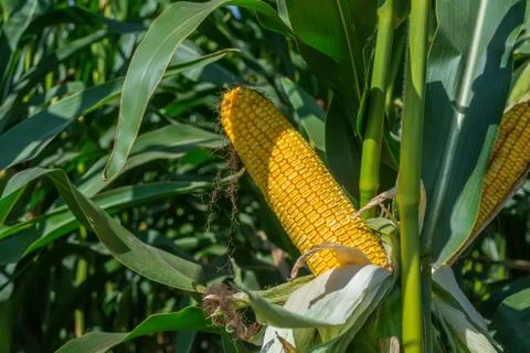 Green corn cobs full of large grains in the field Stock Photos