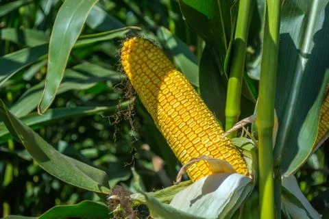 Green corn cobs full of large grains in the field Stock Photos