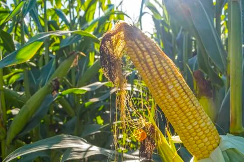 Green corn cobs full of large grains in the field Foto stock
