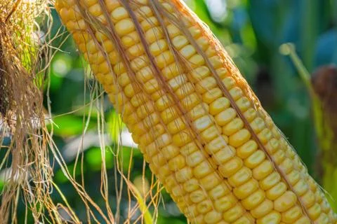 Green corn cobs full of large grains in the field Stock-Fotos