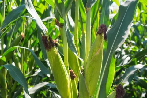 Green corn cobs full of large grains in the field Stock Photos