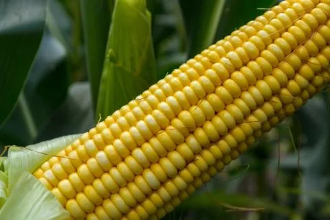Green corn cobs full of large grains in the field Stock-Fotos