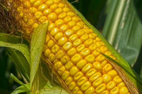 Green corn cobs full of large grains in the field Stock Photos