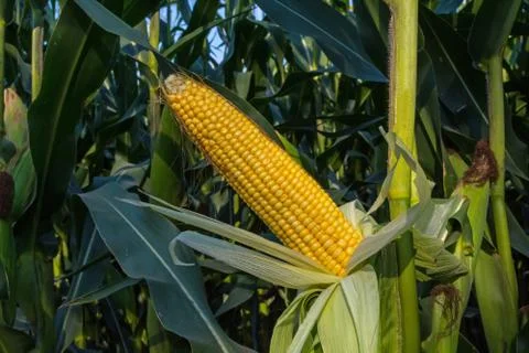 Green corn cobs full of large grains in the field Stock Photos