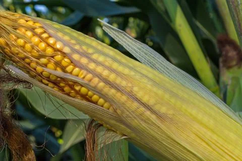 Green corn cobs full of large grains in the field Stock-Fotos