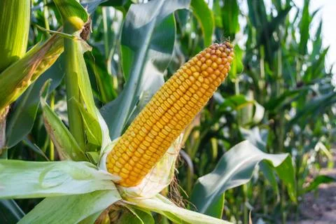Green corn cobs full of large grains in the field Stock Photos