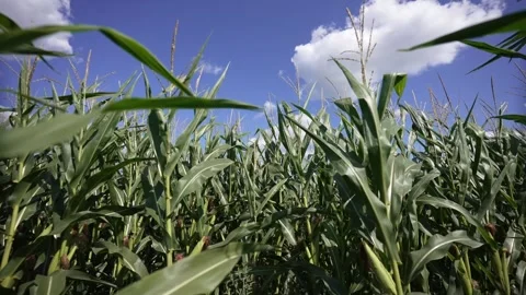 Green corn crops field and blue sky in the background on a windy summer day Stock Footage 283265891