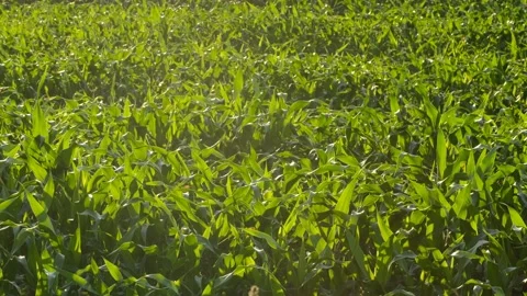 Green corn crops in field. Fresh, natural and organic food. Stock Footage 137795281