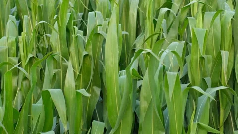 Green corn crops in field. Fresh, natural and organic food. Stock Footage 137796059