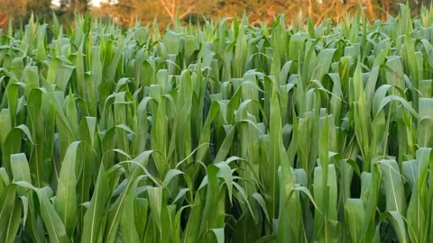 Green corn crops in field. Fresh, natural and organic food. Stock Footage 137803494