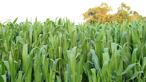 Green corn crops in field. Fresh, natural and organic food. Stock Footage 137803500