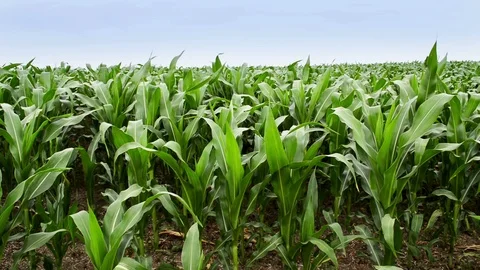 Green corn crops field in the summer sun Video stock 91174554