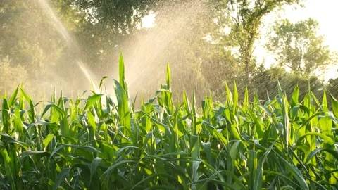 Green corn crops irrigated in field. Stock Footage 137785738