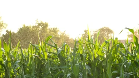Green corn crops irrigated in field. Organic farming. Natural and healthy food. Stock Footage 137795522
